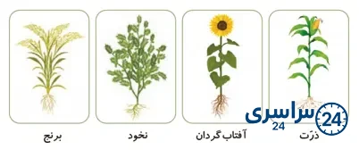 جواب فعالیت صفحه 95 علوم سوم