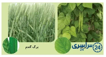 جواب فعالیت صفحه 96 علوم سوم