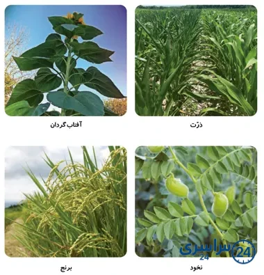 جواب فعالیت صفحه 97 علوم سوم