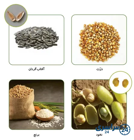 جواب فعالیت صفحه 99 علوم سوم