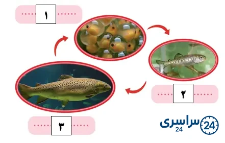 جواب فعالیت صفحه 114 علوم سوم