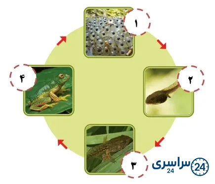 جواب فعالیت صفحه 116 علوم سوم
