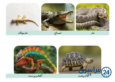 جواب فعالیت صفحه 118 علوم سوم