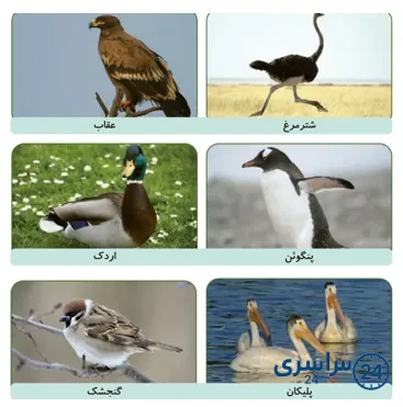 جواب فعالیت صفحه 120 علوم سوم