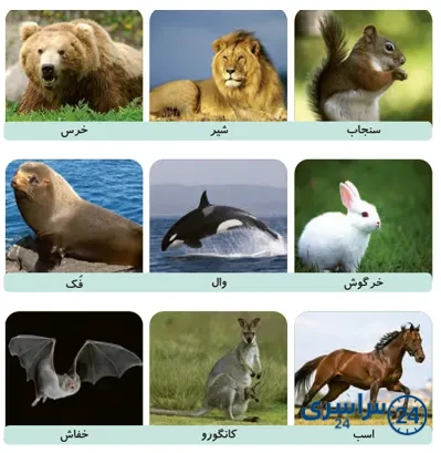 جواب فعالیت صفحه 123 علوم سوم