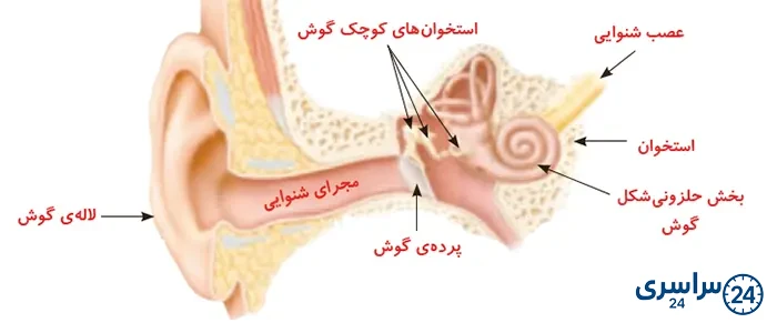 جواب سؤال صفحه 51 علوم پنجم