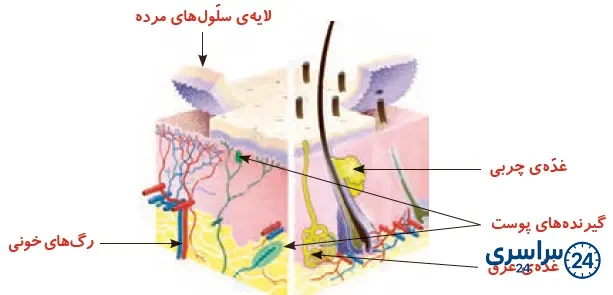 جواب گفت‌وگو صفحه 59 علوم پنجم