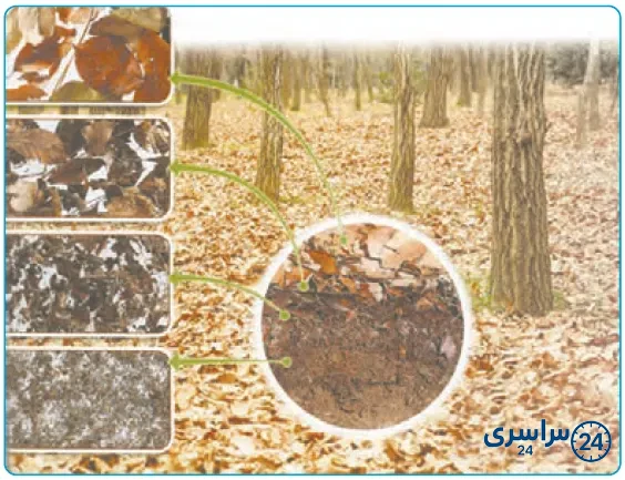 سؤال صفحه 85 علوم پنجم