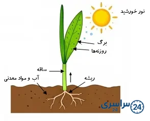 جواب فعالیت صفحه 104 علوم پنجم