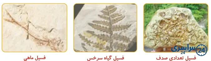 جواب فکر کنید صفحه 34 علوم پنجم