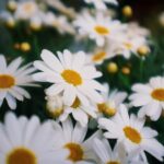 عکس گل بابونه