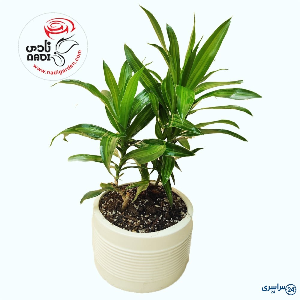 عکس گل بامبو خاکی