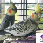 عکس گل باقالی