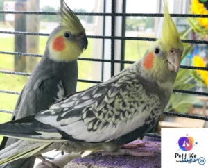 عکس گل باقالی