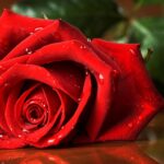 عکس گل با کیفیت