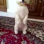 عکس سگ حرف گوش کن