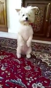 عکس سگ حرف گوش کن