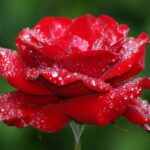 عکس گل از بالا