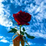 عکس گل برای پروفایل