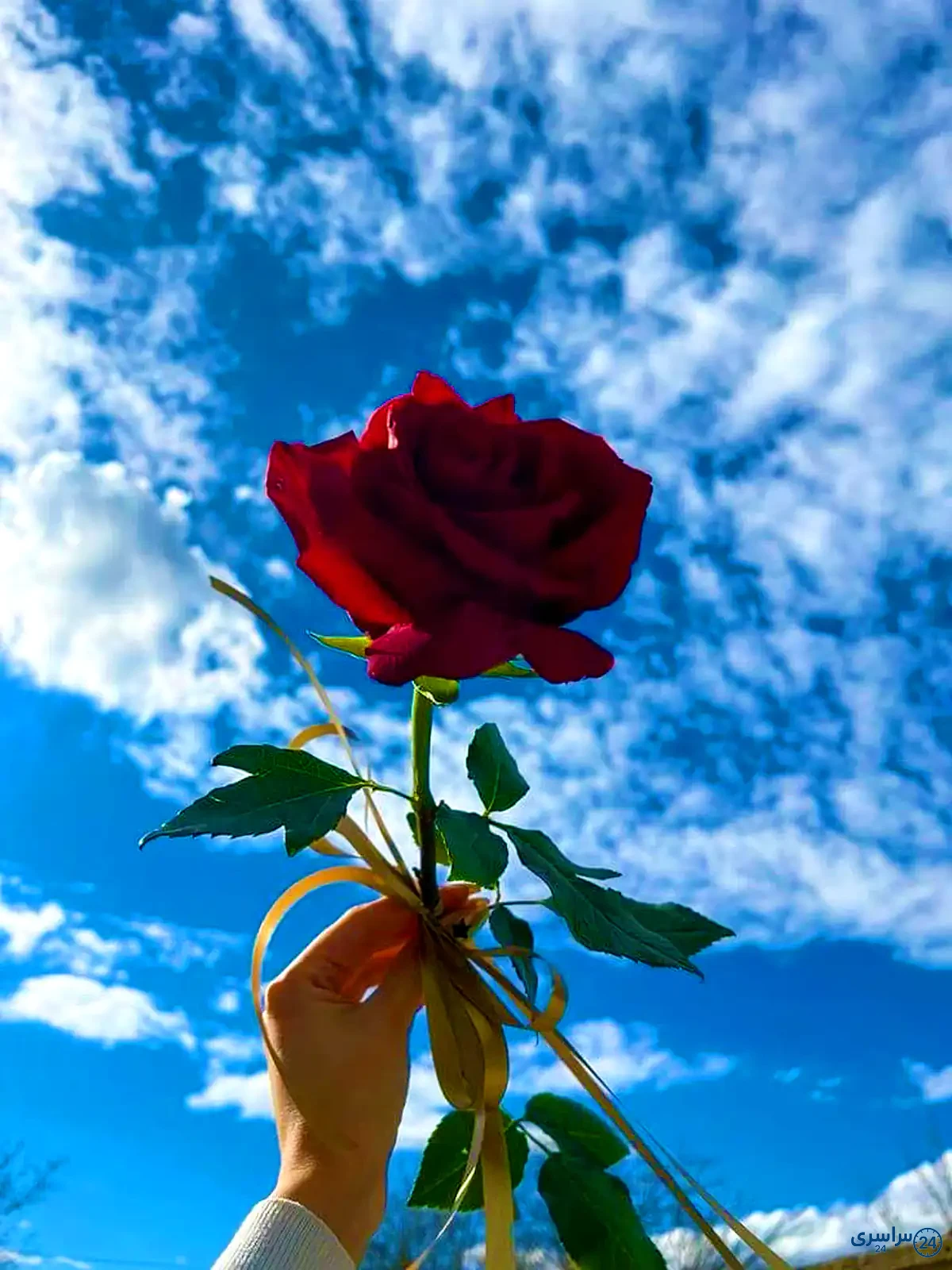 عکس گل برای پروفایل شاد دخترونه جدید