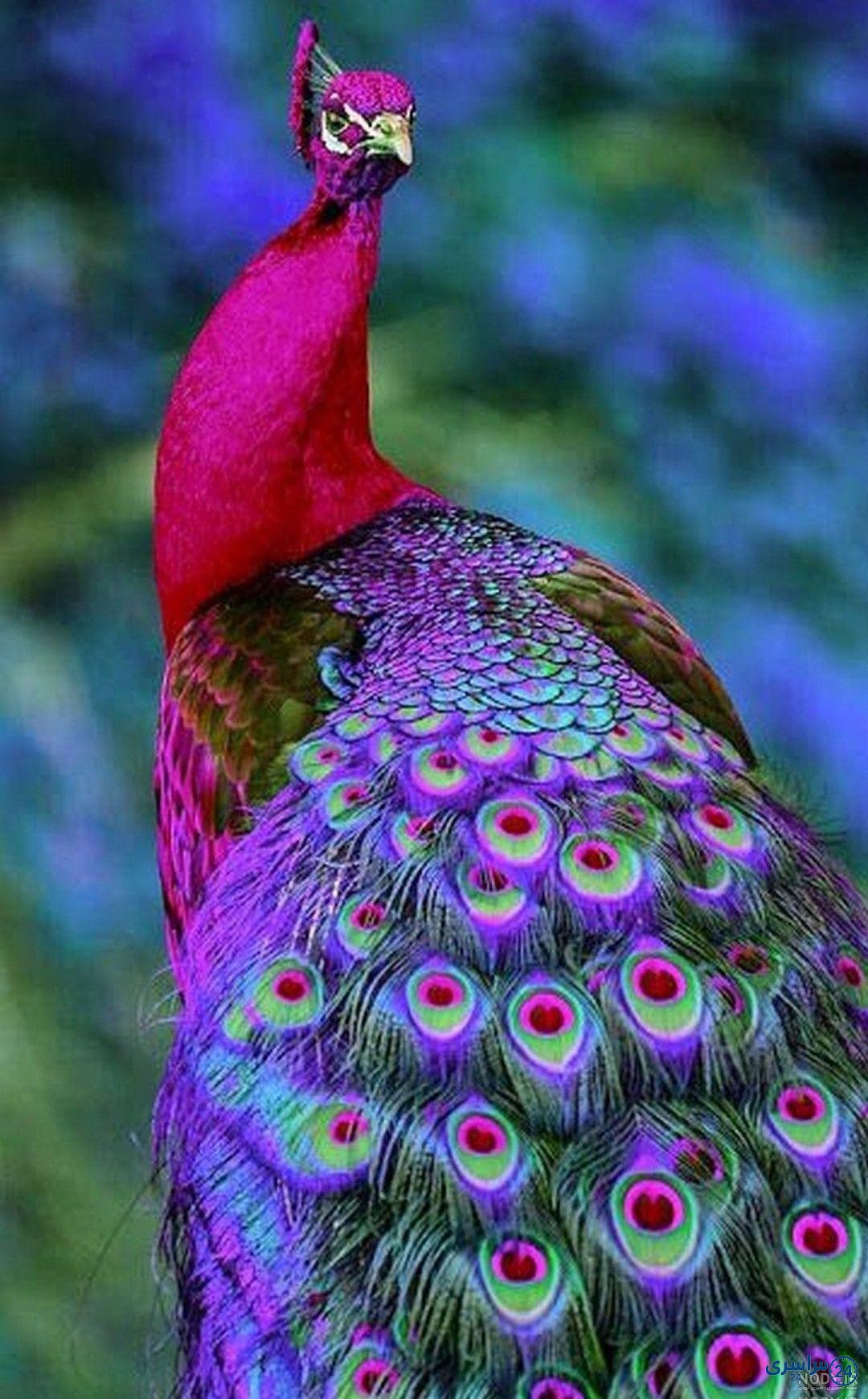 عکس طاووس