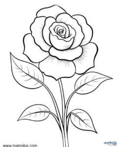 عکس آموزش نقاشی گل رز