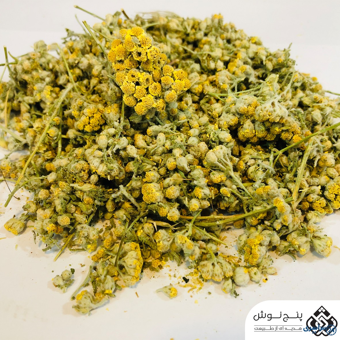 عکس گل بومادران