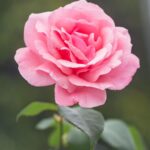 عکس گل برای استوری