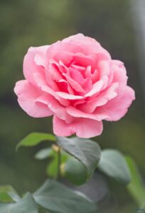 عکس گل برای استوری