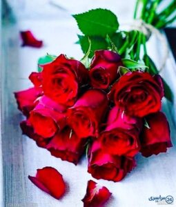 دانلود عکس گل محمدی برای پروفایل
