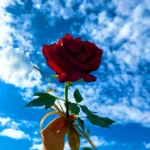 عکس گل برای پروفایل