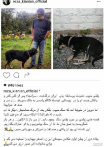 عکس سگ حبیب