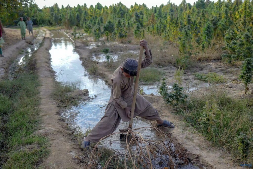 عکس چرس افغانستان
