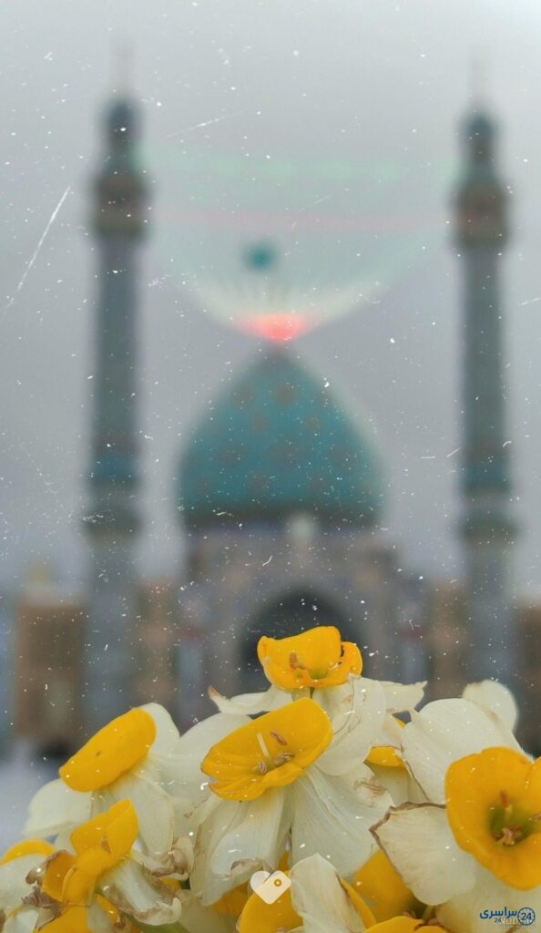 عکس گل نرگس