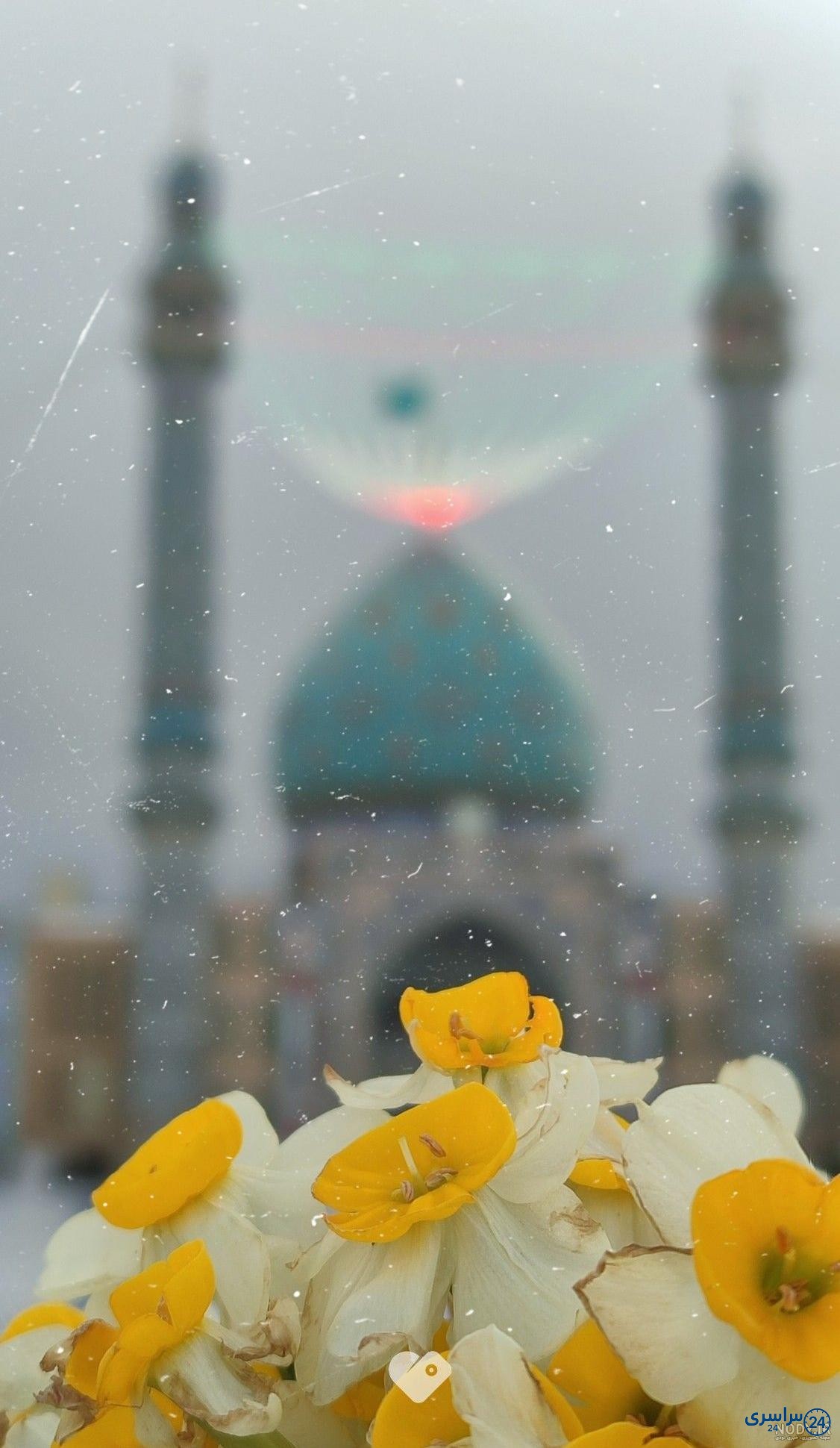 عکس گل نرگس