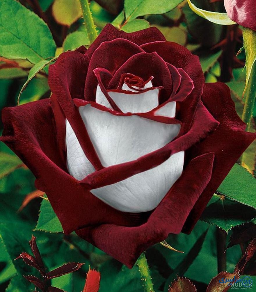 عکس از گل زیبا