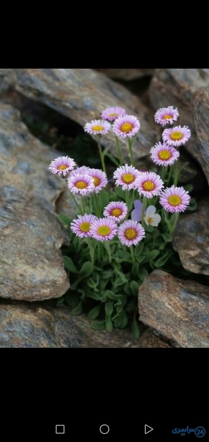عکس گل از دل سنگ