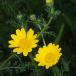 عکس گل بابونه زرد