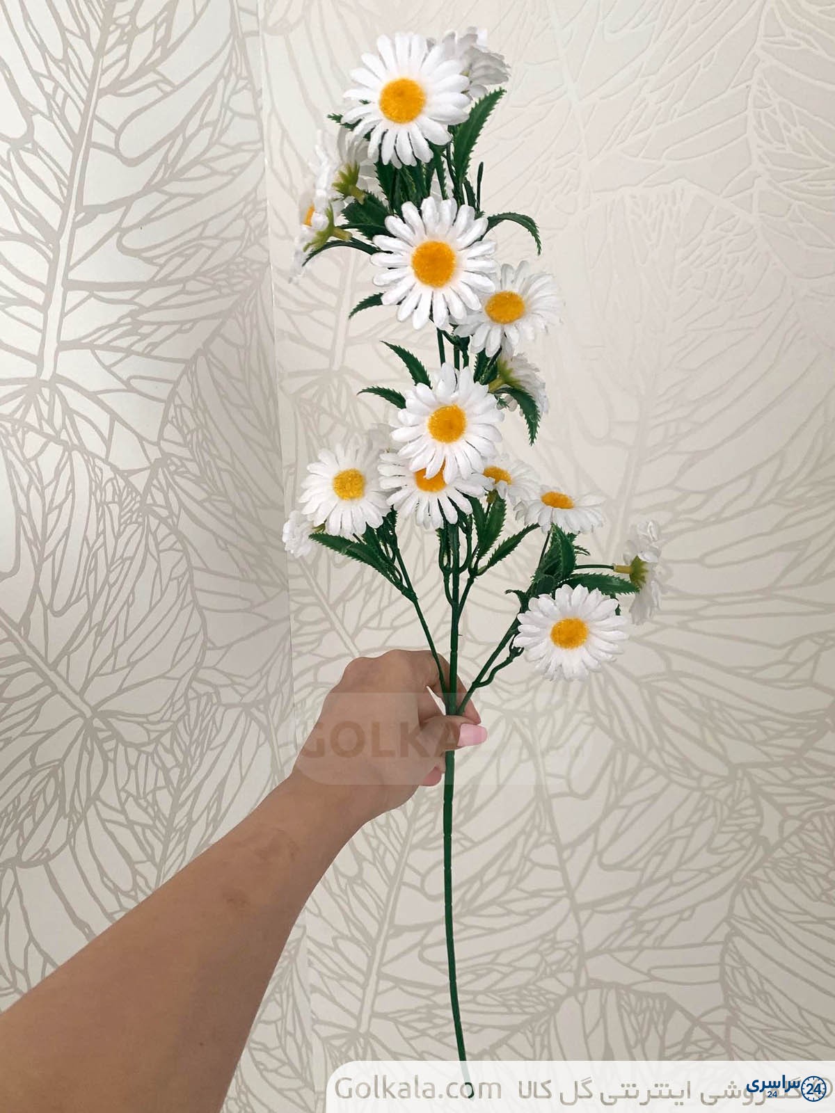 عکس گل بابونه