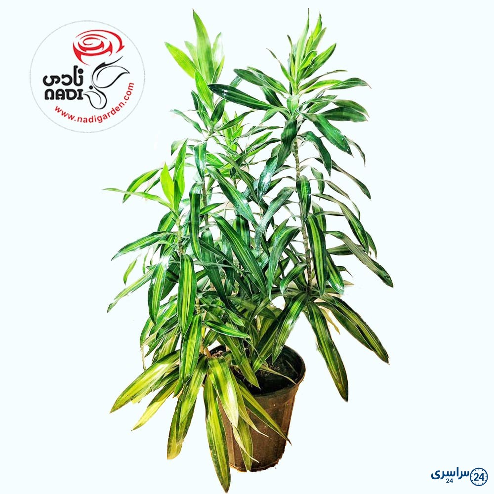 عکس گل بامبو خاکی