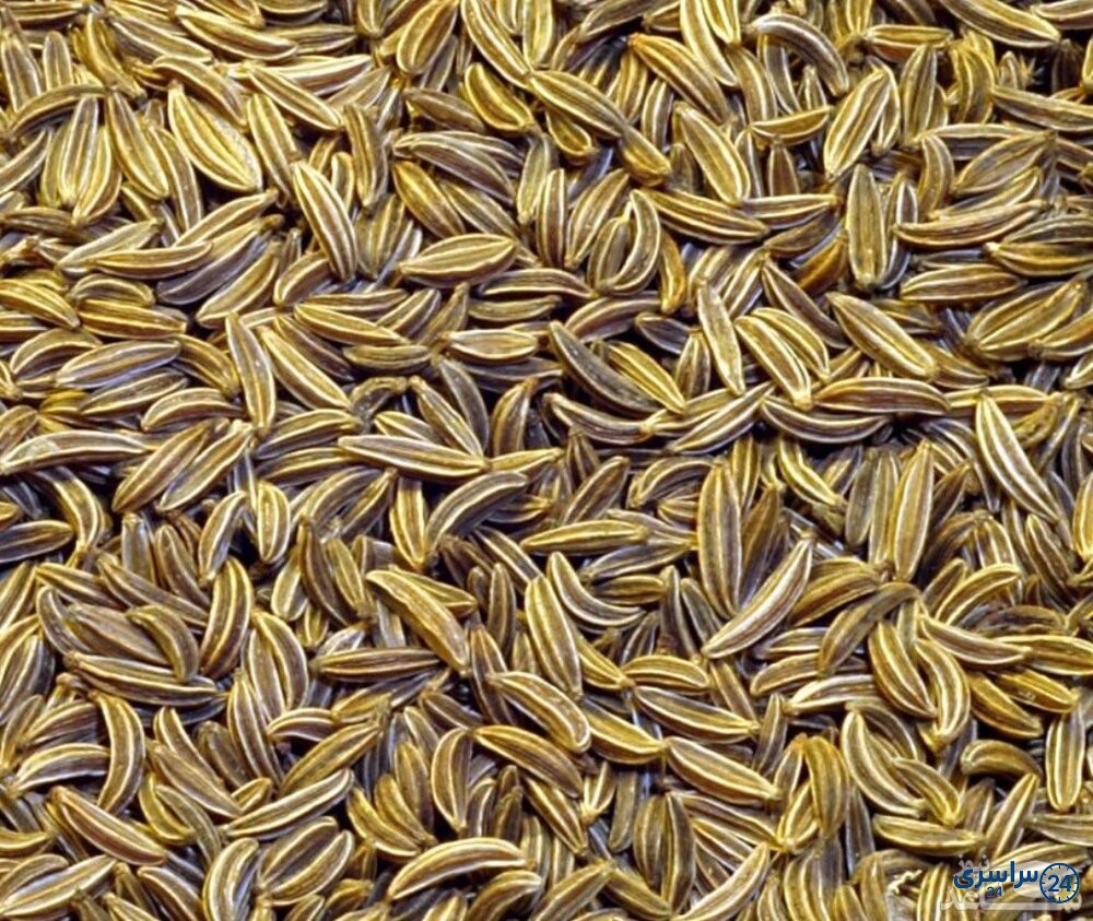 عکس زنیان