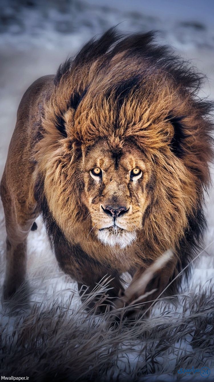 عکس شیر
