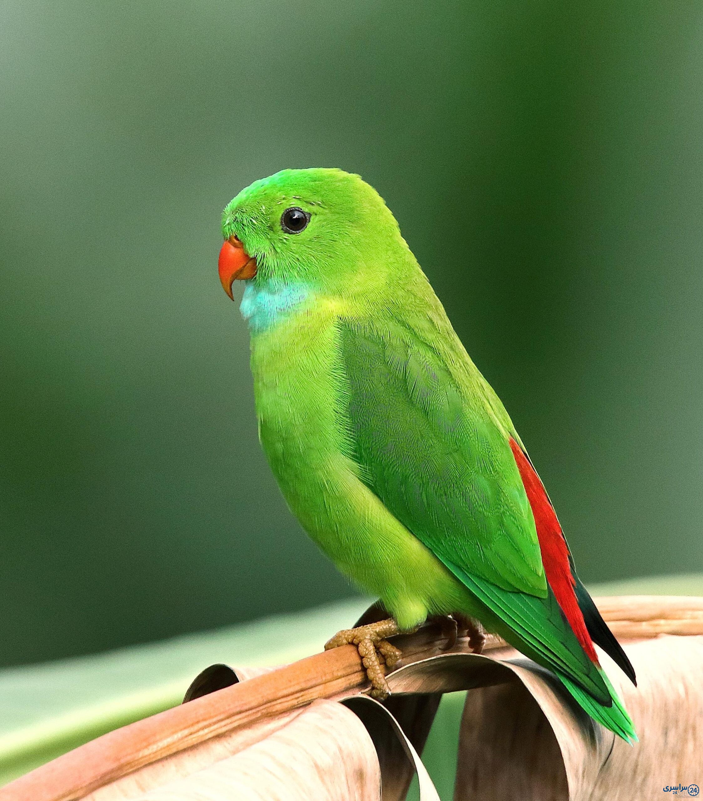 عکس طوطی
