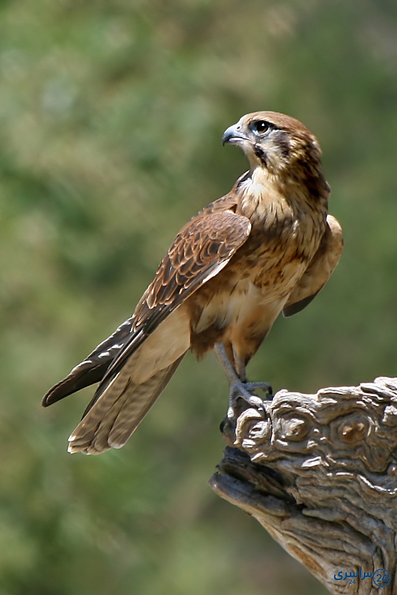 عکس شاهین