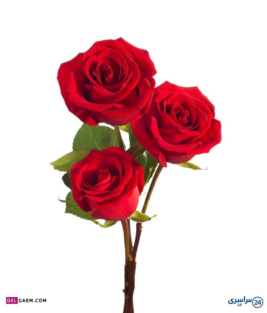 عکس گل برای پروفایل شاد