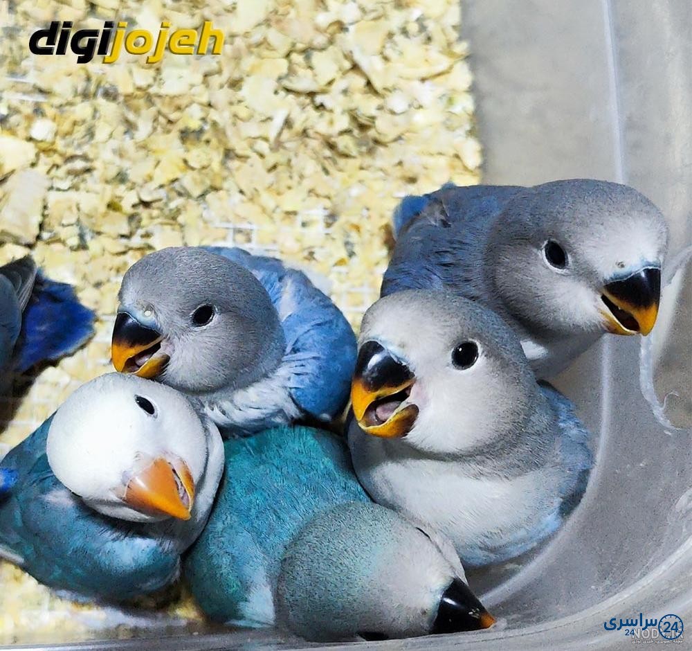 عکس طوطی برزیلی