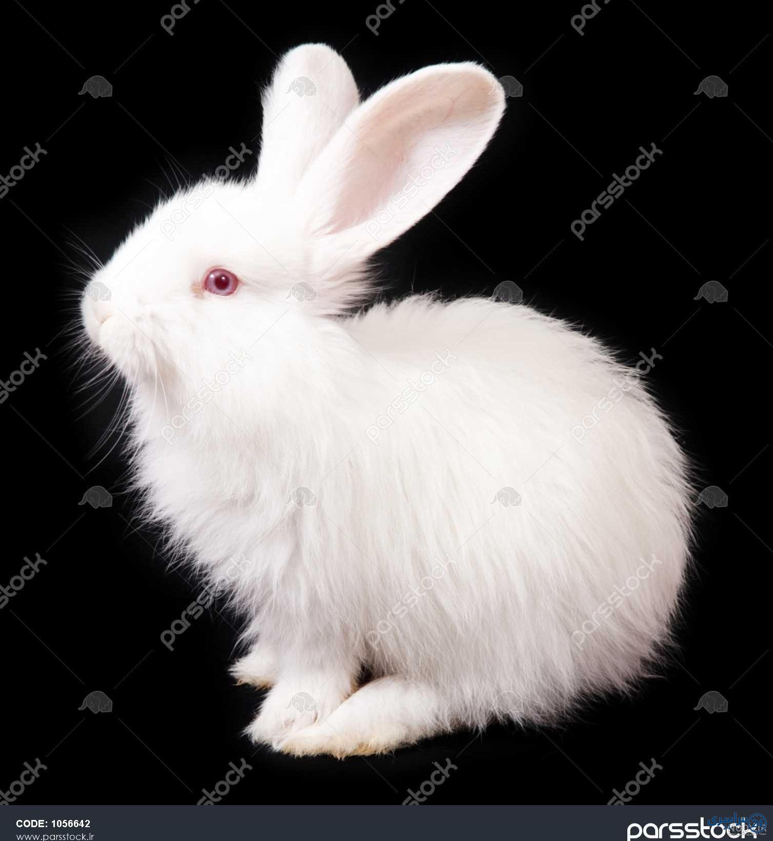 عکس خرگوش