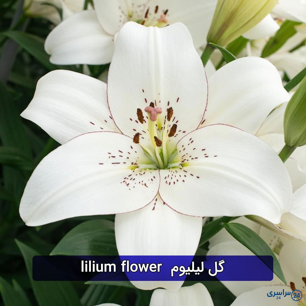 عکس گل لیلیوم