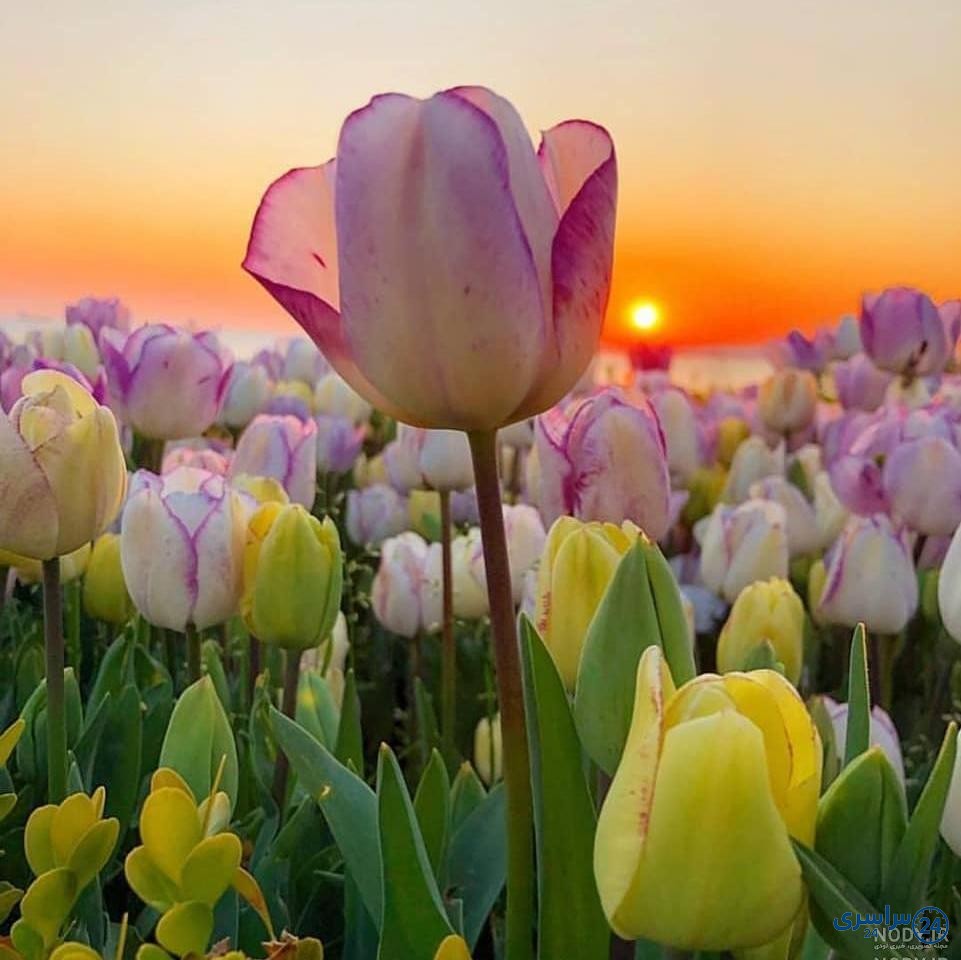 عکس گل طبیعی