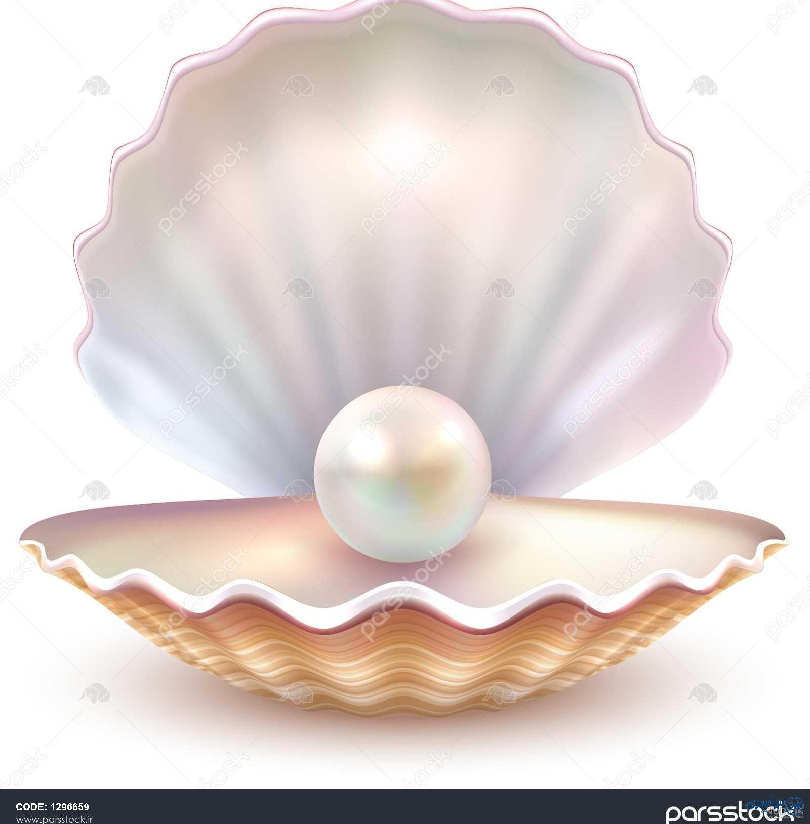 عکس صدف
